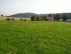 Bayerischer Wald